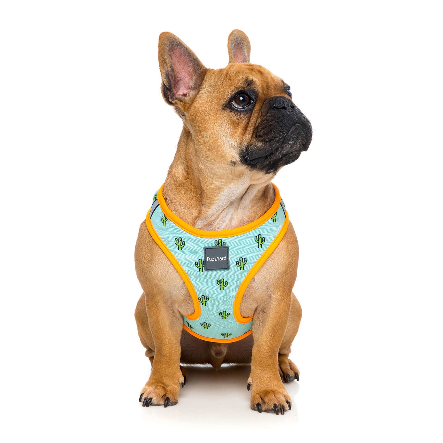 Posh dog harnesses best sale