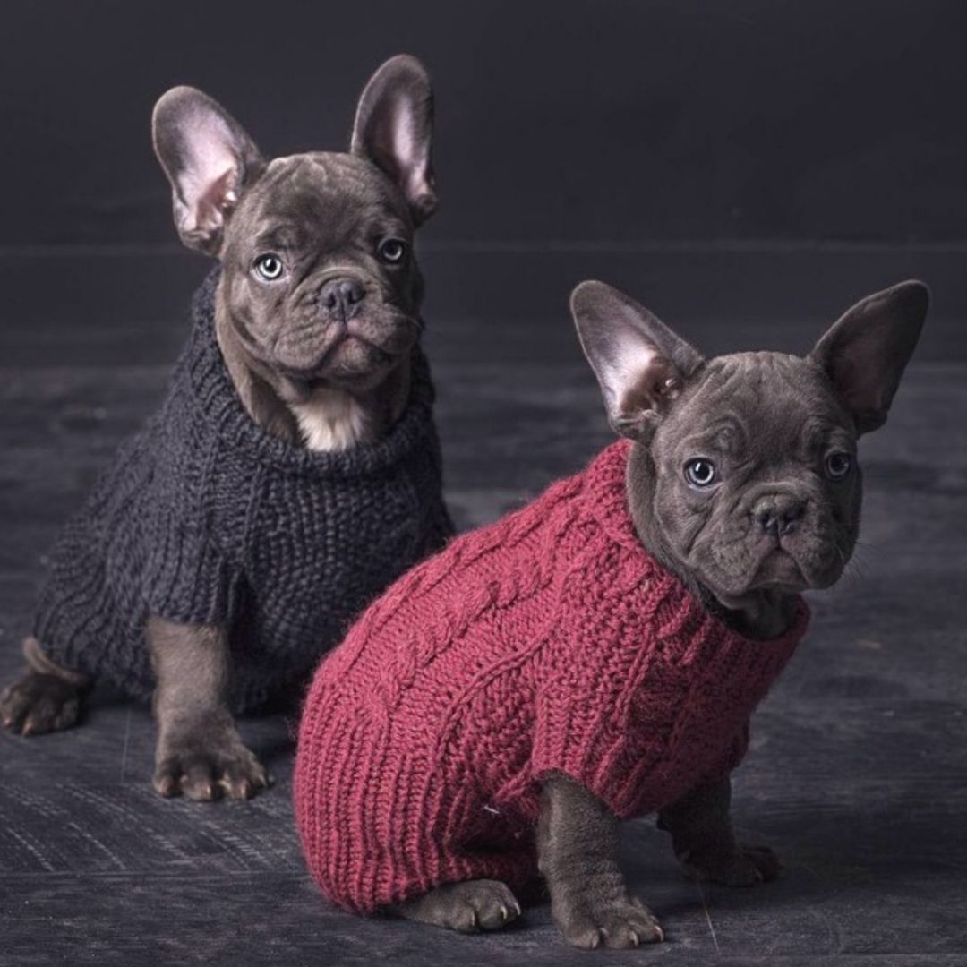 Luxury dog jumpers best sale