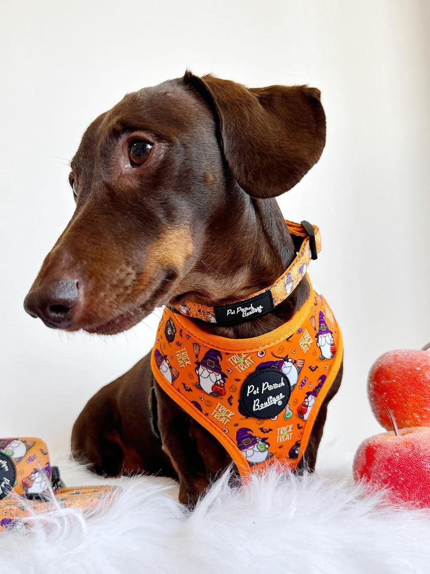 Trick or Treat Harry Halloween Dog Harness Chelsea Dogs