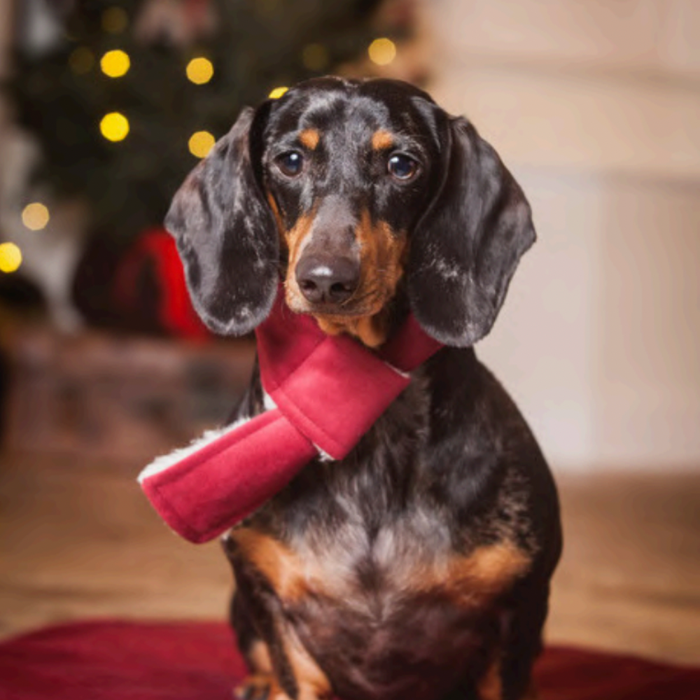 christmas dog gifts uk